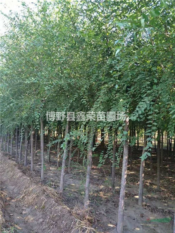 優(yōu)質(zhì)供應(yīng)商 白榆苗圃直銷 白榆量大價(jià)低