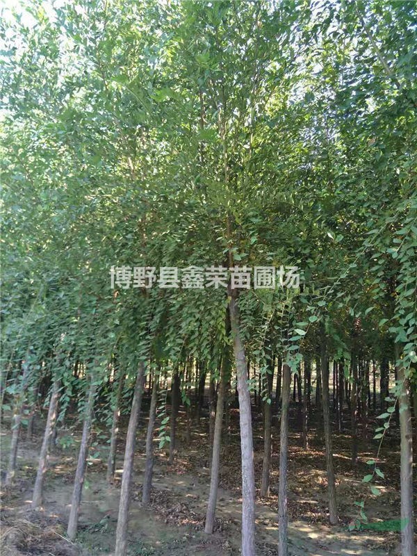 優(yōu)質(zhì)供應(yīng)商 白榆苗圃直銷 白榆量大價(jià)低