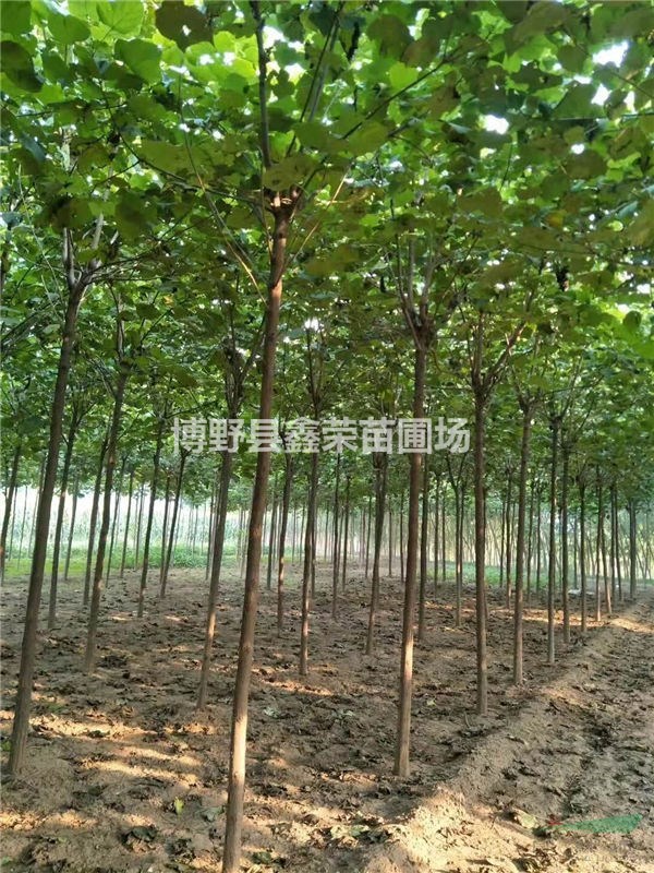 白榆成活率高 白榆量大價格低 白榆價格