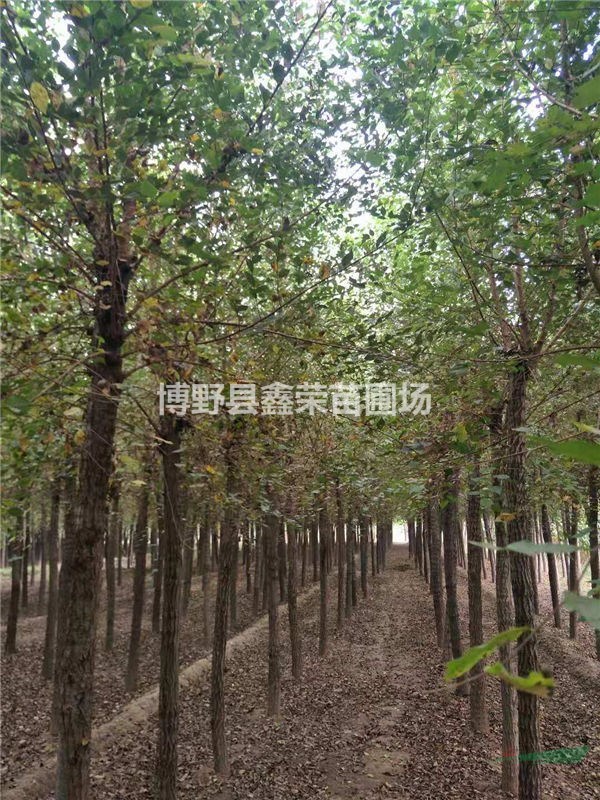 白榆成活率高 白榆量大價格低 白榆價格