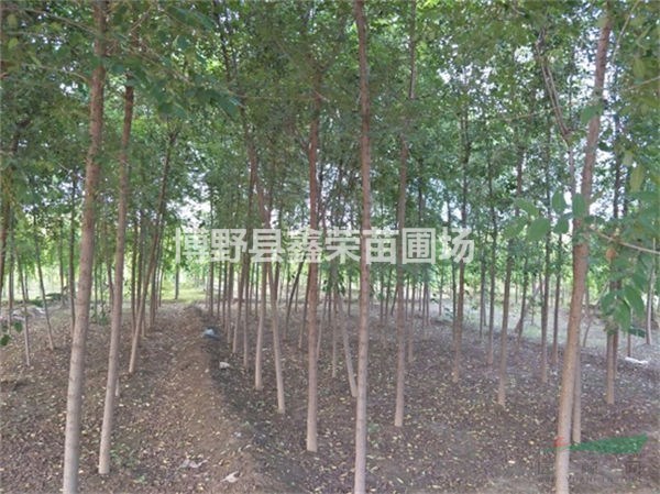 白榆價格 白榆報價 白榆基地 白榆產(chǎn)地報價表