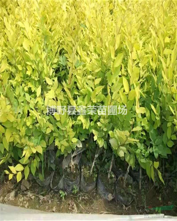 金葉榆多少錢 金葉榆規(guī)格齊全 金葉榆存活率高