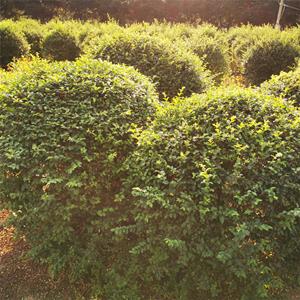 基地出售小葉女貞球苗木 庭院小區(qū)觀賞綠化植物苗 園林綠化工程苗