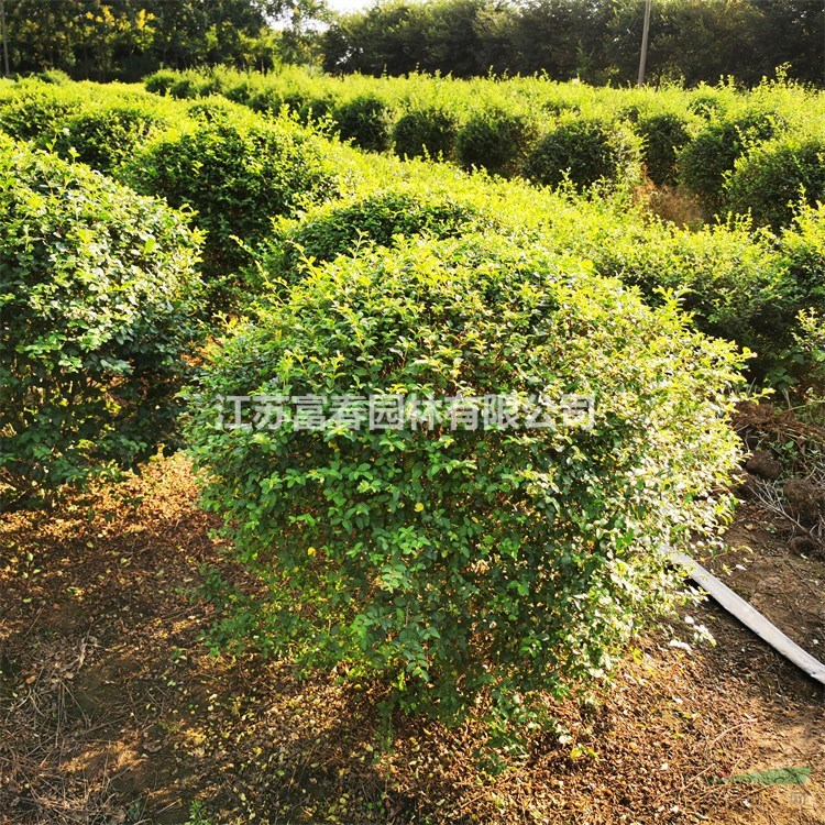 基地出售小葉女貞球苗木 庭院小區(qū)觀賞綠化植物苗 園林綠化工程苗