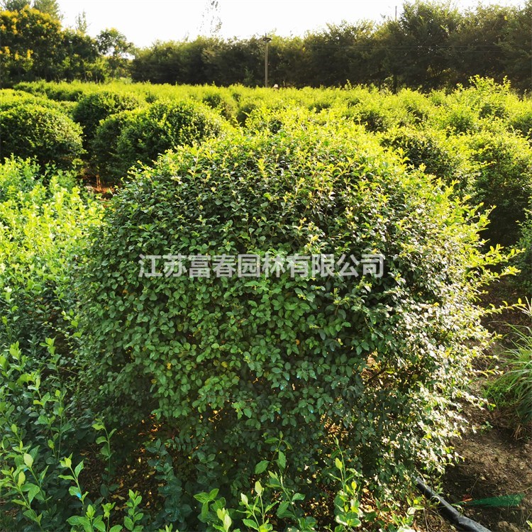 基地出售小葉女貞球苗木 庭院小區(qū)觀賞綠化植物苗 園林綠化工程苗