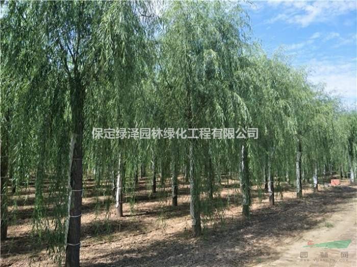 18公分垂柳全天發(fā)貨成活率高 垂柳基地直供 垂柳自產(chǎn)自銷成活率高