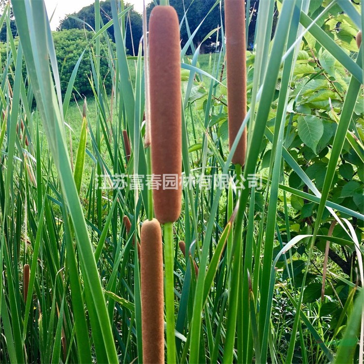 基地出售精品香蒲苗木 水生植物 池塘河塘綠化工程苗 凈化水質(zhì)