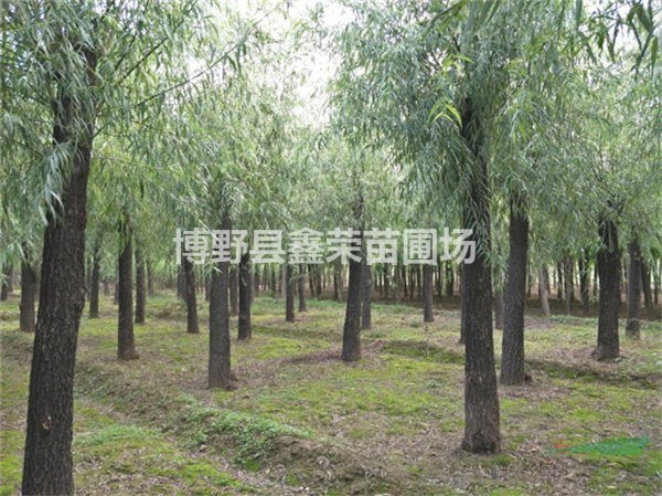博野河北旱柳 保定旱柳 博野旱柳 八里莊旱柳