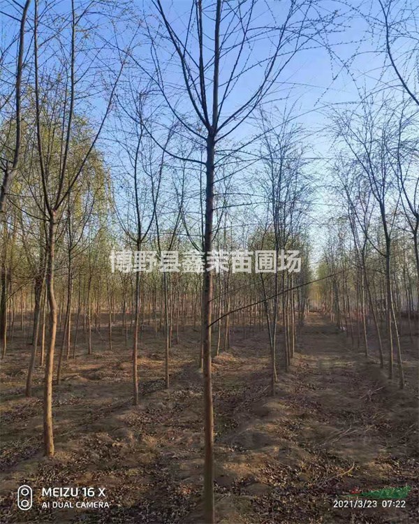八里莊垂柳價格 垂柳報價 垂柳批發(fā) 垂柳基地