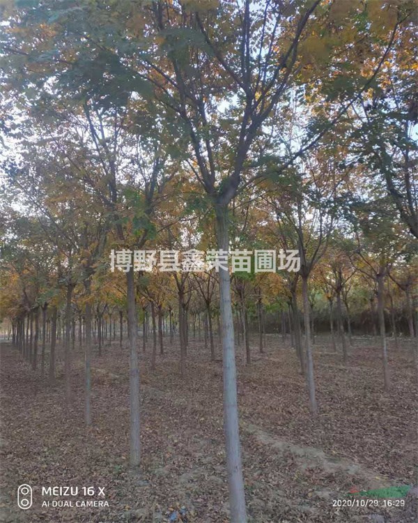 [誠(chéng)信苗圃]欒樹(shù)出售 哪有欒樹(shù) 欒樹(shù)基地河北