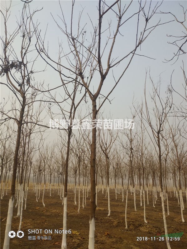 欒樹成活率高 欒樹量大價(jià)格低 欒樹價(jià)格河北
