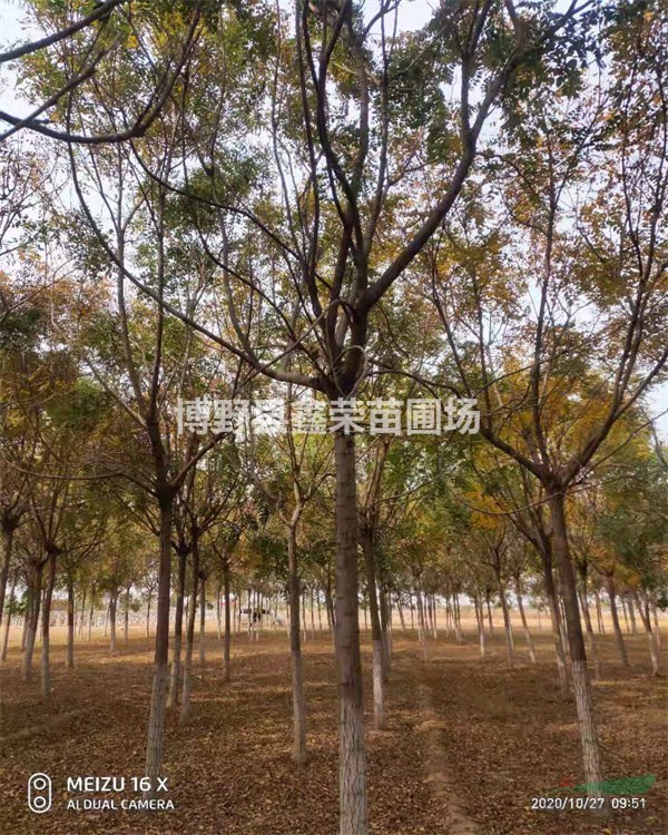 欒樹價(jià)格 欒樹報(bào)價(jià) 欒樹基地 欒樹產(chǎn)地報(bào)價(jià)表河北
