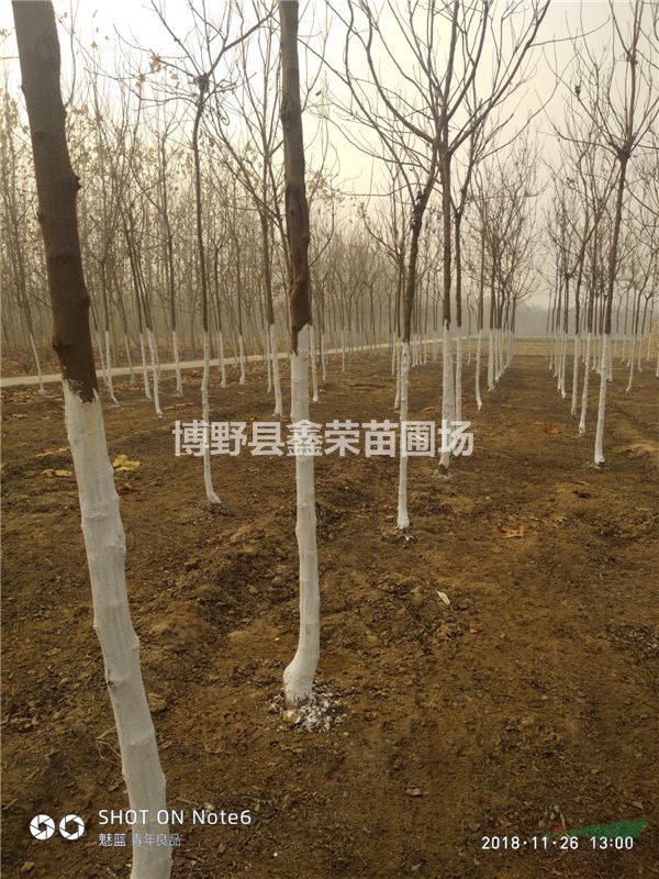 欒樹(shù)大量出售 欒樹(shù)全新報(bào)價(jià) 欒樹(shù)批發(fā)基地河北