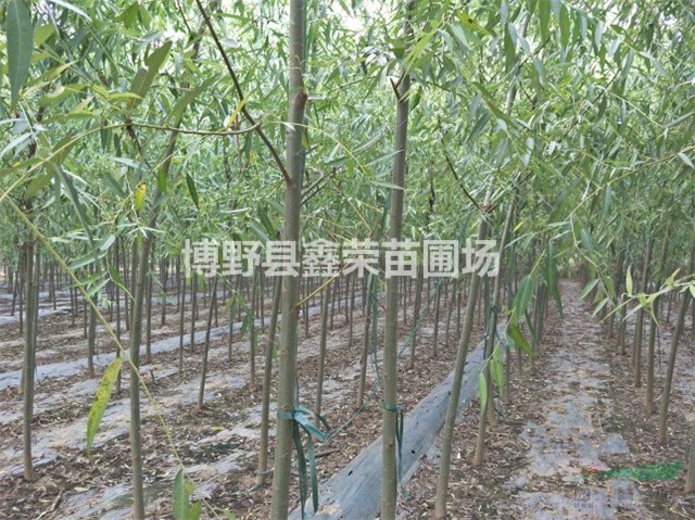 速生柳大型種植基地 速生柳價格實惠 速生柳基地圖片