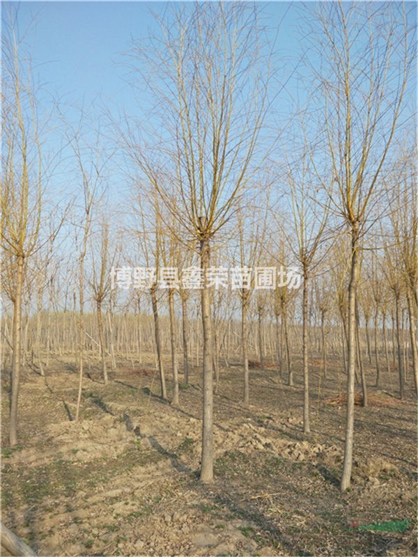 保定金絲柳產(chǎn)地貨源 金絲柳促銷(xiāo)價(jià)格 金絲柳種植基地