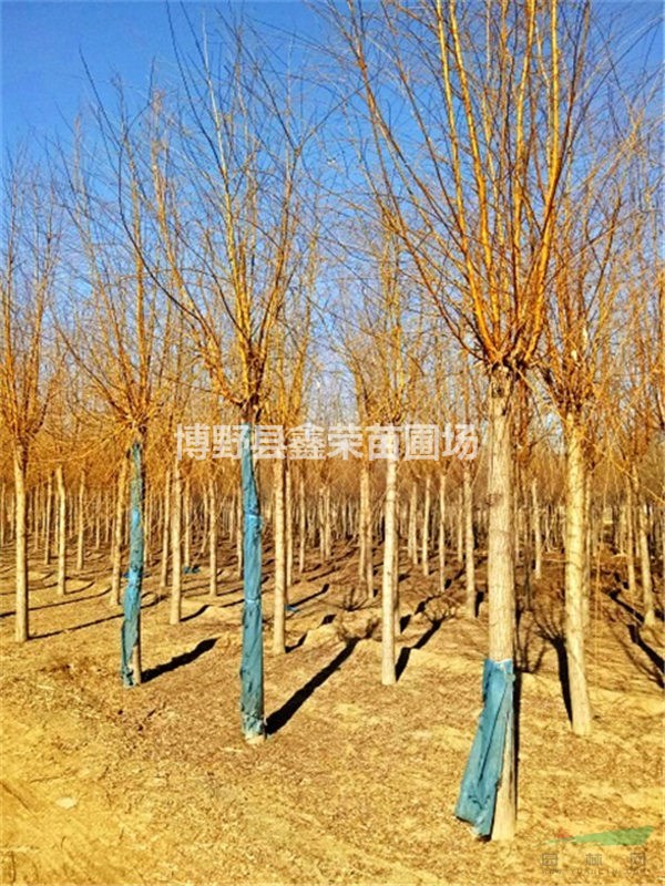 保定金絲柳產(chǎn)地貨源 金絲柳促銷(xiāo)價(jià)格 金絲柳種植基地
