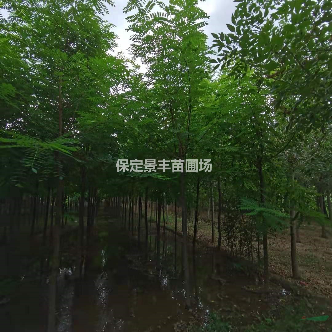5公分刺槐報(bào)價(jià) 圖片