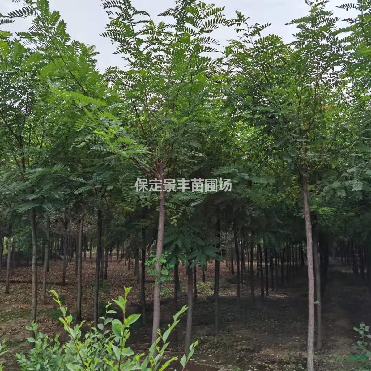5公分刺槐報(bào)價(jià) 圖片