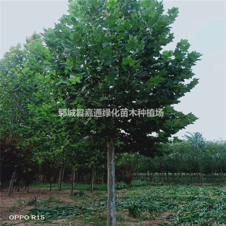 三年帽15公分法桐單價 選綠化苗找綠源苗木基地