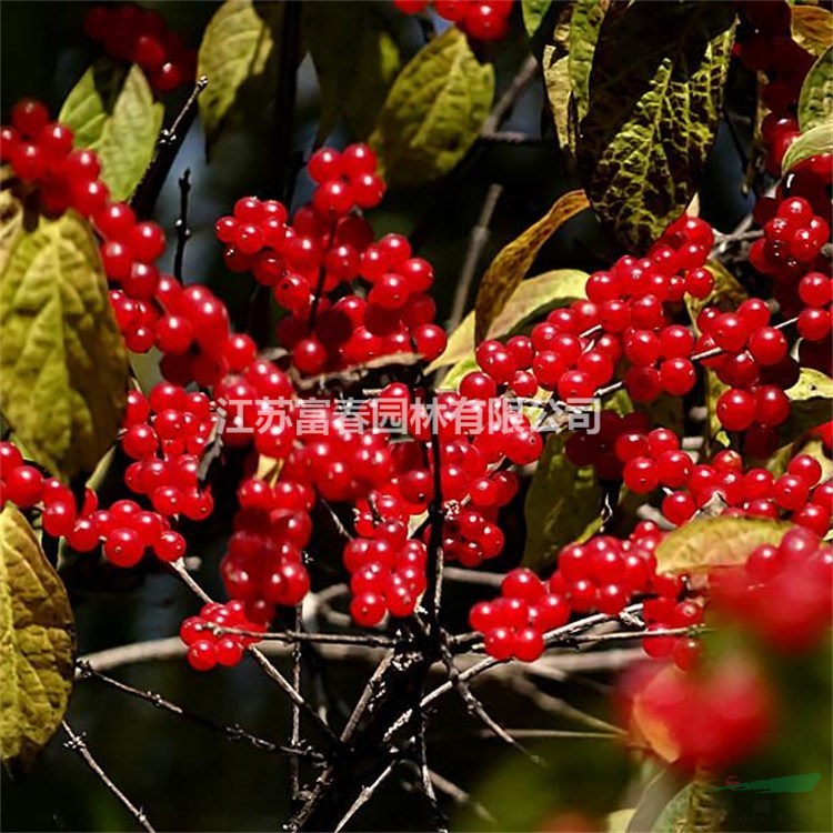 基地供應(yīng)金銀忍冬苗木 庭院小區(qū)觀賞植物 園林綠化工程苗木 耐旱耐寒