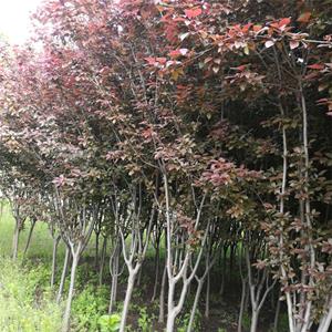 苗圃出售密枝紅葉李籬苗木 庭院小區(qū)觀賞植物 園林綠化工程苗 