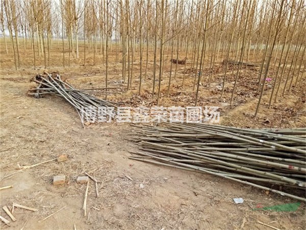 法桐大型種植基地 法桐價(jià)格實(shí)惠 法桐基地圖片博野