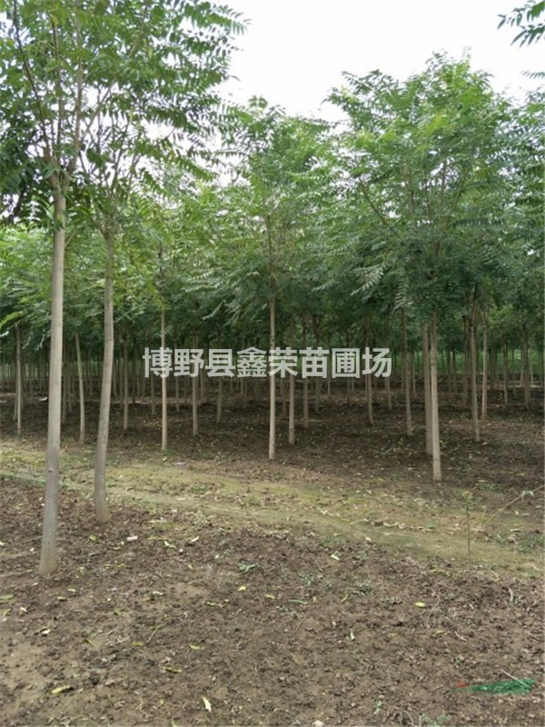 千頭椿一株多少錢 千頭椿哪里有賣 千頭椿什么價(jià)格
