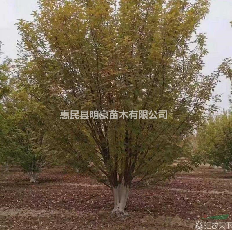 叢生白蠟