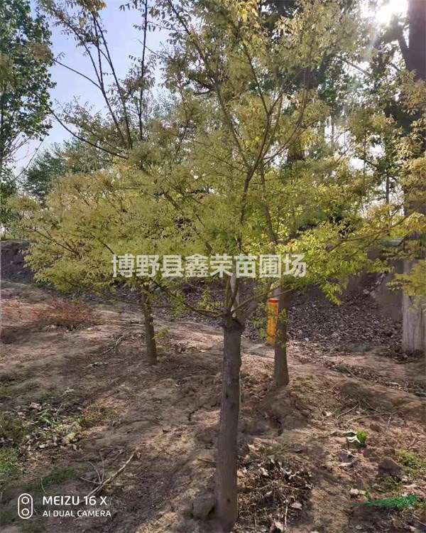 金枝槐大量出售 金枝槐全新報價 金枝槐批發(fā)基地