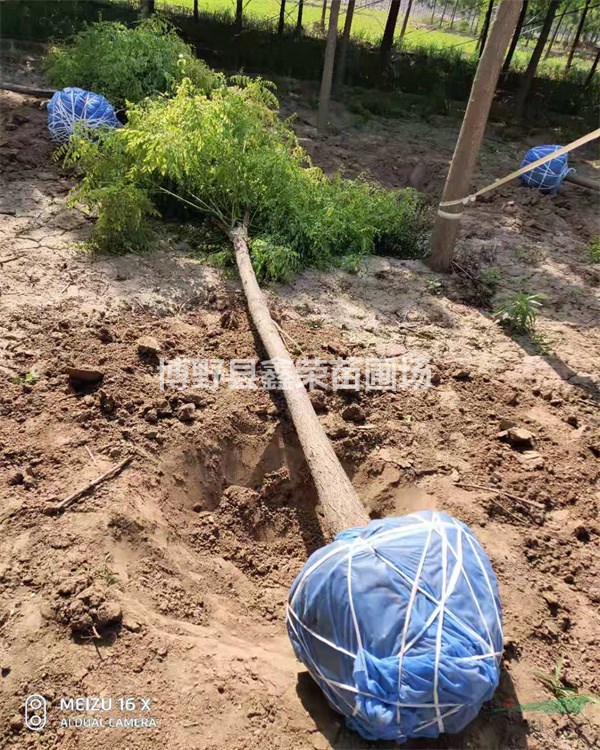 金枝槐產(chǎn)地貨源 金枝槐促銷價(jià)格 金枝槐種植基地