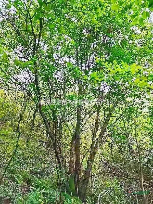 丛生茶条槭高度6米丛生茶条槭7米丛生茶条槭8米丛生茶条槭