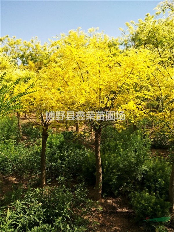 金葉槐成活率高 金葉槐量大價格低 金葉槐價格