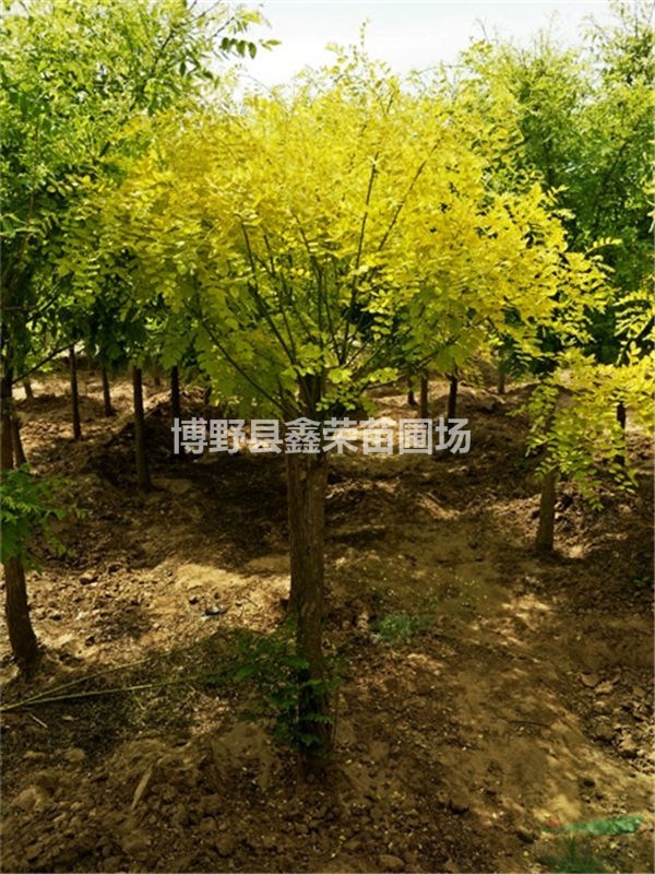 金葉槐批發(fā) 金葉槐基地直銷 金葉槐多少錢一顆