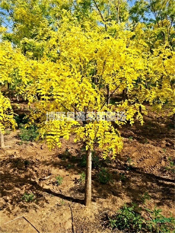 金葉槐價格批發(fā)廠家 金葉槐優(yōu)質(zhì)供應(yīng)商 金葉槐怎么種殖