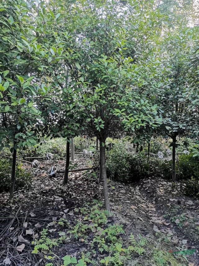 江西高分枝红叶石楠，垃圾红叶石楠出售，8－10公分红叶石楠树