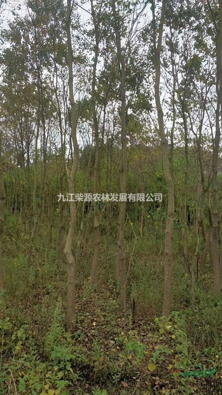 烏桕3-4公分基地直銷，江西農(nóng)戶自家貨源烏桕小規(guī)格出售，苗圃基地1-2公分烏桕小苗處理批發(fā)價格優(yōu)惠。