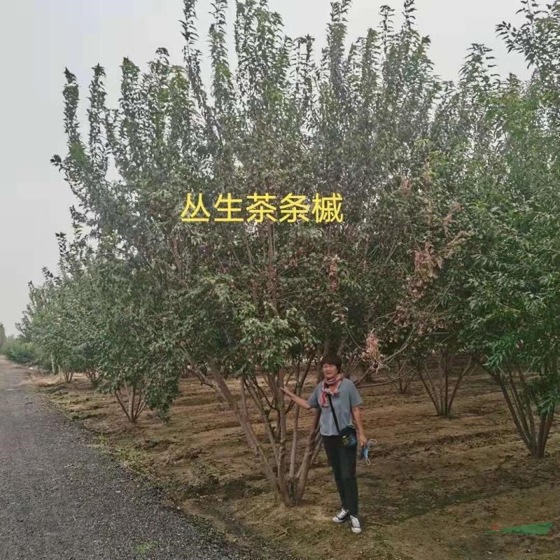山東5米叢生茶條槭 山東5.5米叢生茶條槭 山東6米叢生茶條槭