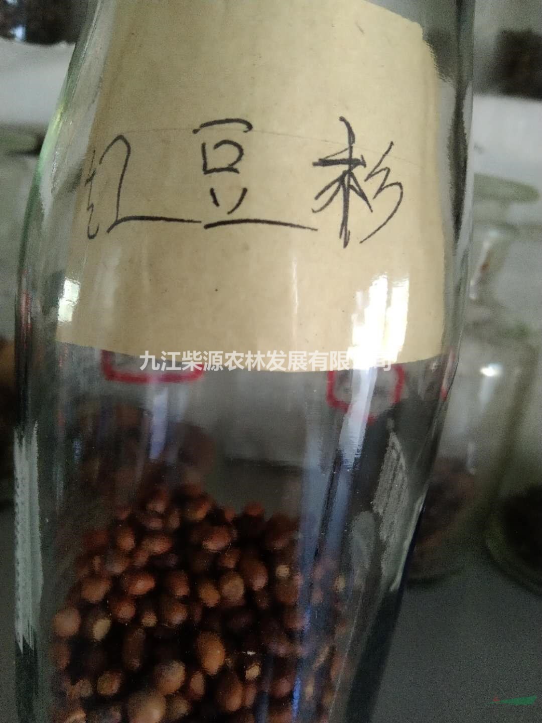 江西九江供應(yīng)南方紅豆杉種子，曼地亞紅豆杉種子，凈種沙藏種子量大優(yōu)惠，可供廣西紅豆杉種子批發(fā)。