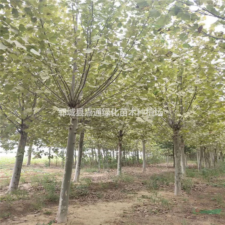 全新15公分法桐價格詳情 低價出售 量大從優(yōu)