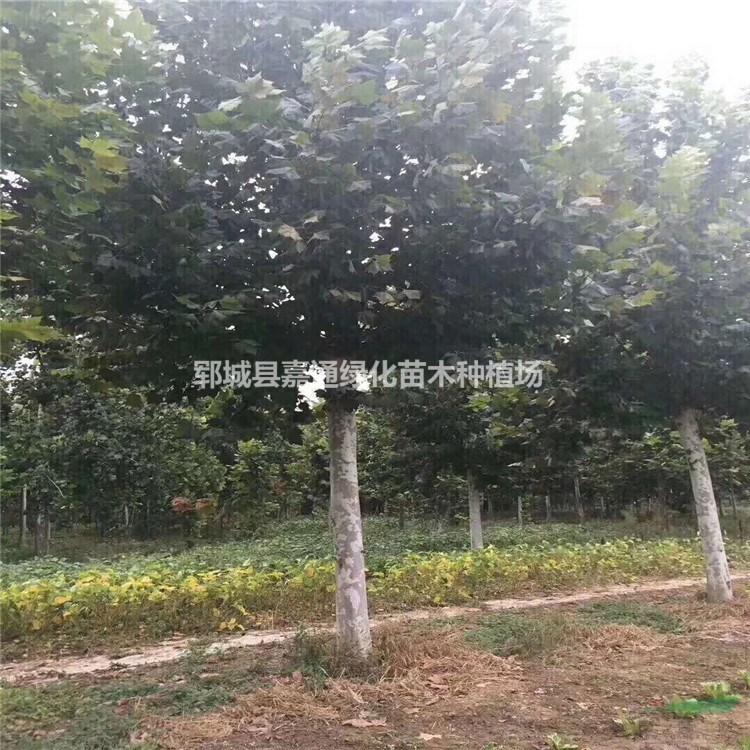全新15公分法桐價格詳情 低價出售 量大從優(yōu)