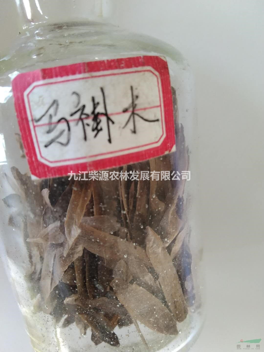 馬褂木種子大量現(xiàn)貨出售，九江馬褂木種子農(nóng)戶自家貨源，可供湖北馬褂木種子批發(fā)，馬褂木種子適合3-5月播