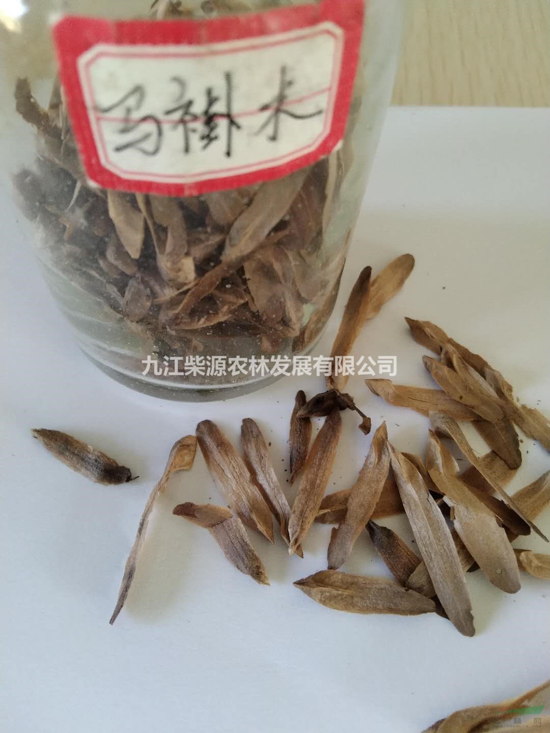 馬褂木種子大量現(xiàn)貨出售，九江馬褂木種子農(nóng)戶自家貨源，可供湖北馬褂木種子批發(fā)，馬褂木種子適合3-5月播