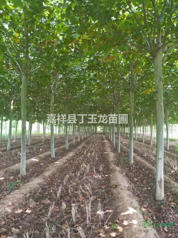 速生法桐胸徑15公分18公分 顆顆精選 產(chǎn)地批發(fā)