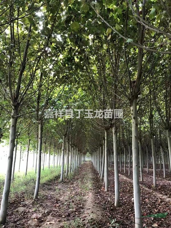 行道法桐批發(fā)  10-12-15公分法桐樹價格