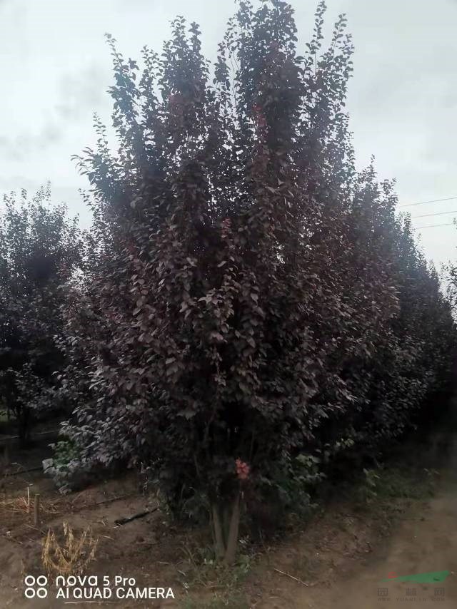 咸陽耐寒叢生紅葉李 本基地大量批發(fā)叢生紅葉李