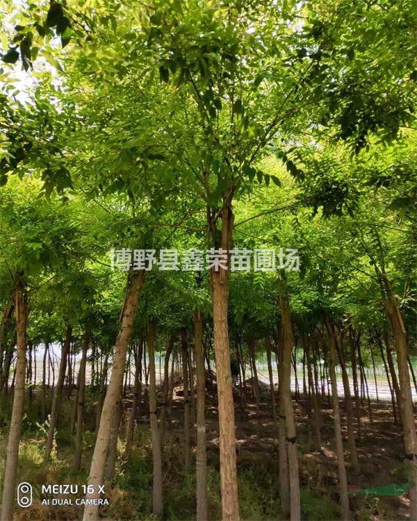 [鑫榮苗圃]-保定哪里的金枝槐便宜