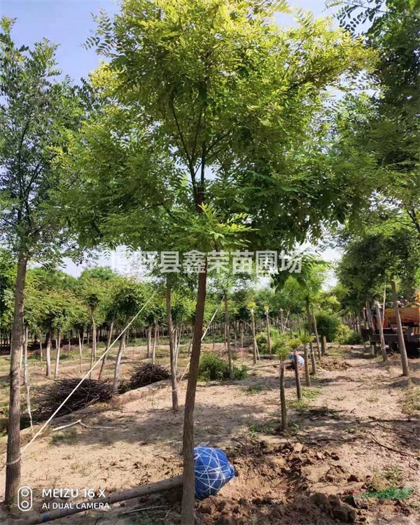 [鑫榮苗圃]-保定哪里的金枝槐便宜