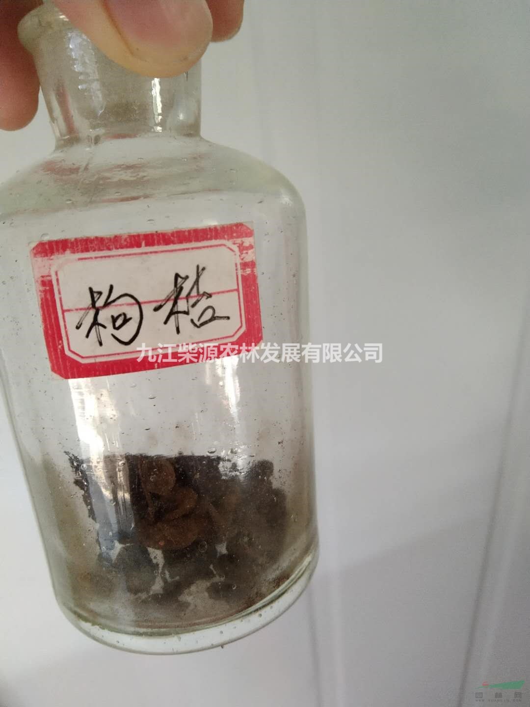 江西九江供應(yīng)構(gòu)橘種子批發(fā)，農(nóng)戶自家貨源種子采種價(jià)格優(yōu)惠處理，橘子種子基地自產(chǎn)自銷(xiāo)量大優(yōu)惠，構(gòu)橘種子。