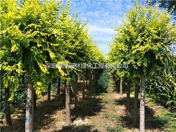 金葉榆基地價(jià)格表-圖片-種植免費(fèi)咨詢 