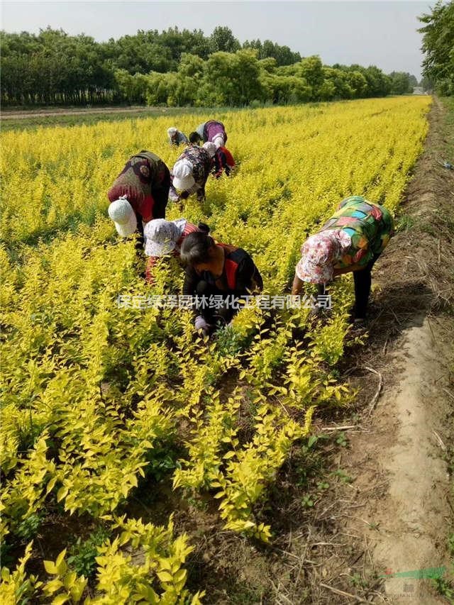 金葉榆基地價(jià)格表-圖片-種植免費(fèi)咨詢 